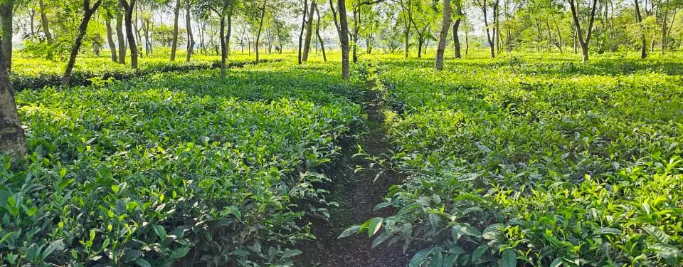 Jafflong Tea Company Ltd.